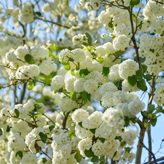 Japanese Snowball Live Plant | Viburnum plicatum Bare Root | 12–24 Inches Tall | White Flowering Shrub | Easy to Grow