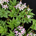 Pelargonium Citronellum Seeds – Lemon Scented Geranium | 5 Rare Seeds Included | Fragrant Aromatic Plant | Pink Blooms | Easy to Grow