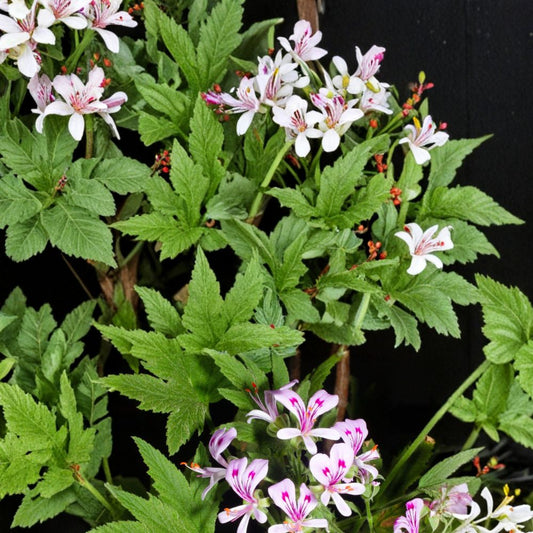 Pelargonium Citronellum Seeds – Lemon Scented Geranium | 5 Rare Seeds Included | Fragrant Aromatic Plant | Pink Blooms | Easy to Grow