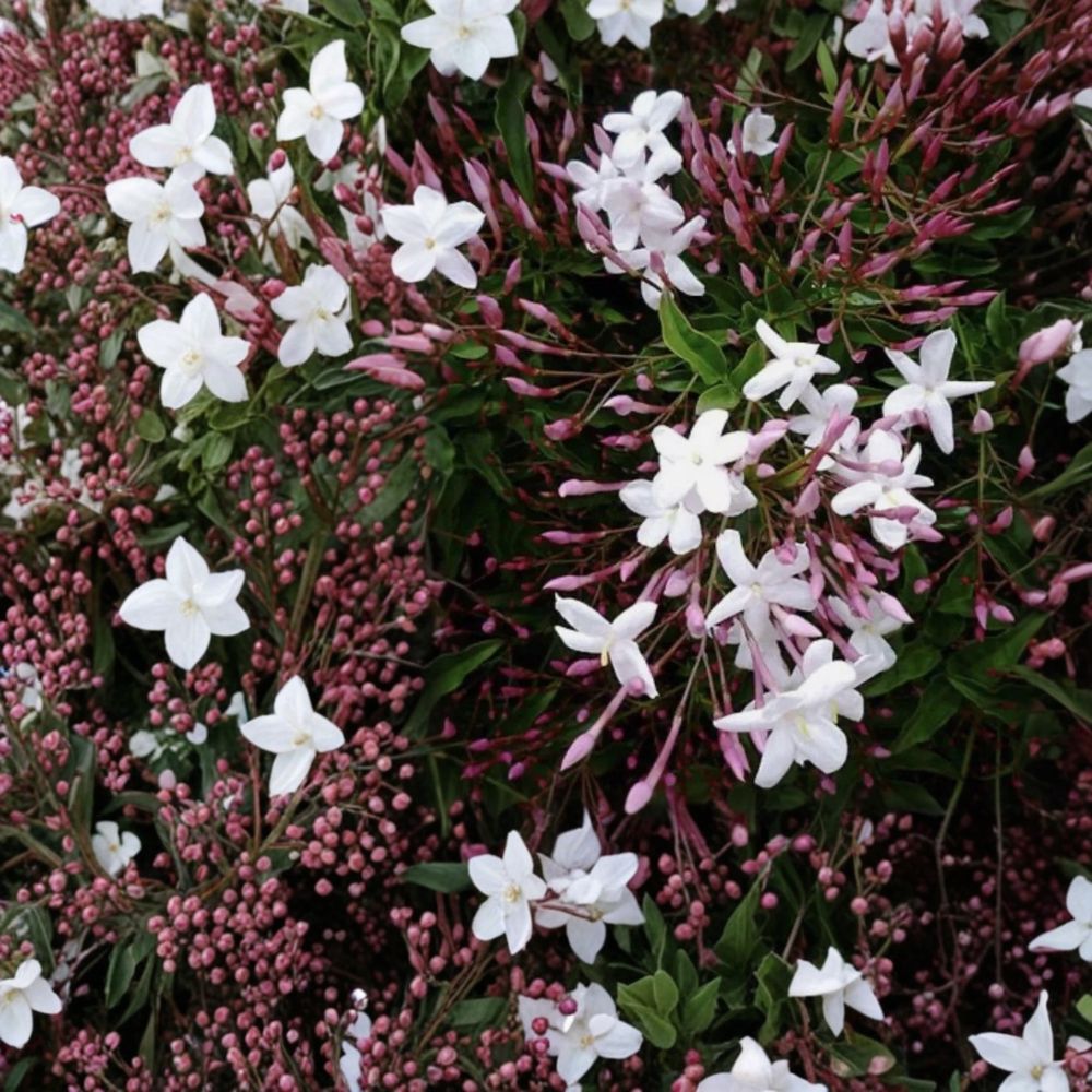 Organic Live Pink Jasmine (Jasminum polyanthum) Cuttings | 10 Fresh 10-Inch Cuttings | Intensely Fragrant Climbing Vine | Easy to Root | Indoor & Outdoor Growing