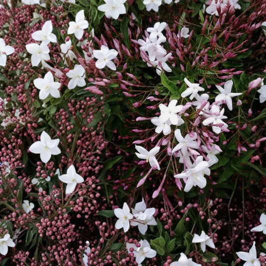Organic Live Pink Jasmine (Jasminum polyanthum) Cuttings | 10 Fresh 10-Inch Cuttings | Intensely Fragrant Climbing Vine | Easy to Root | Indoor & Outdoor Growing