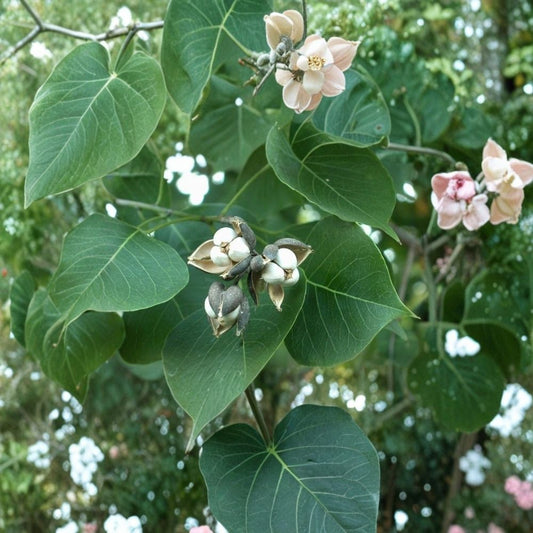 Chinese Tallow Tree Live Plant – 1–2 Ft | Triadica sebifera | Popcorn Tree | Fast Growing Ornamental Shade Tree | Bare Root
