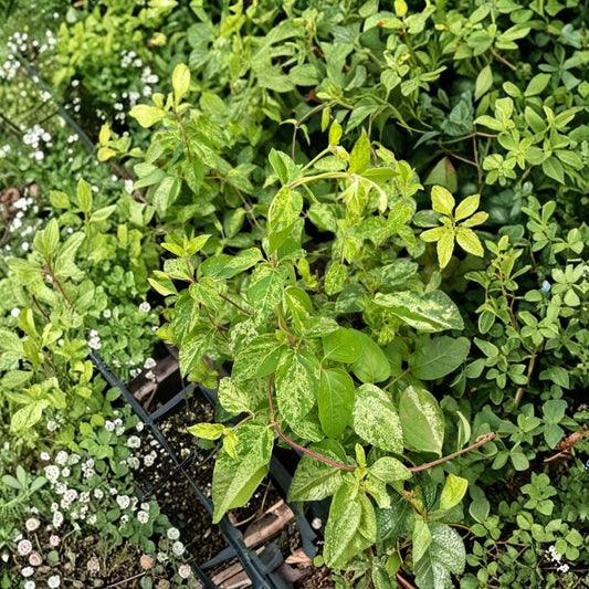 Variegated Japanese Honeysuckle – Lonicera japonica ‘Mint Crisp’ Live Vine | Includes Nursery Pot Fragrant Flowering Climber | Decorative Variegated Foliage | 斑入りスイカズラ