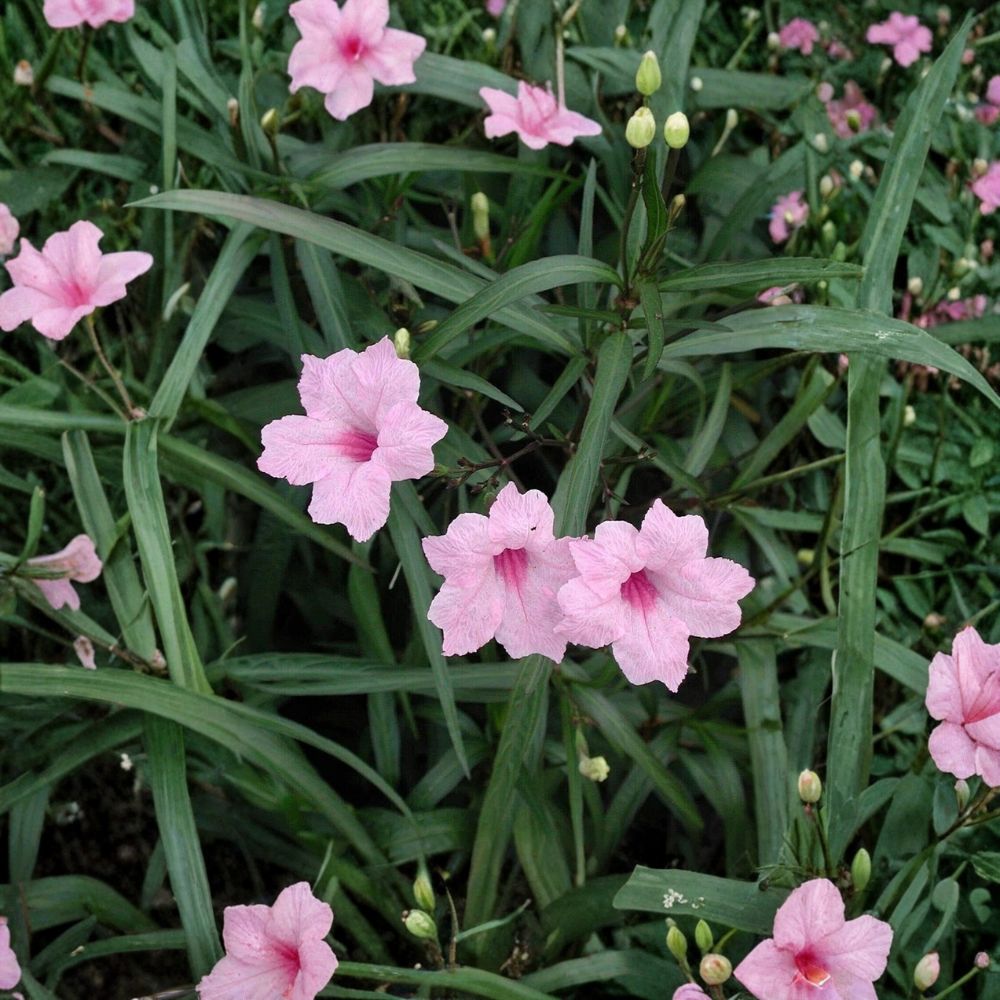 Pink Mexican Petunia – Ruellia simplex Live Rooted Plants | Set of 10 | 4–8 Inch Starter Plants | Hardy Perennial Garden Flower