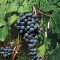 5 New York Muscat Grape Cuttings – Vitis vinifera Live Propagation Cuttings | Sweet Aromatic Table Grape Variety | 纽约玫瑰葡萄插条 | US Seller