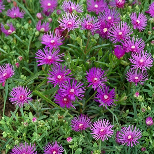 Delosperma Cooperi Ice Plant Live Plug – Hot Pink Flowers | 1–3 Inch Starter | Drought-Tolerant Succulent Perennial | Rock Garden Groundcover