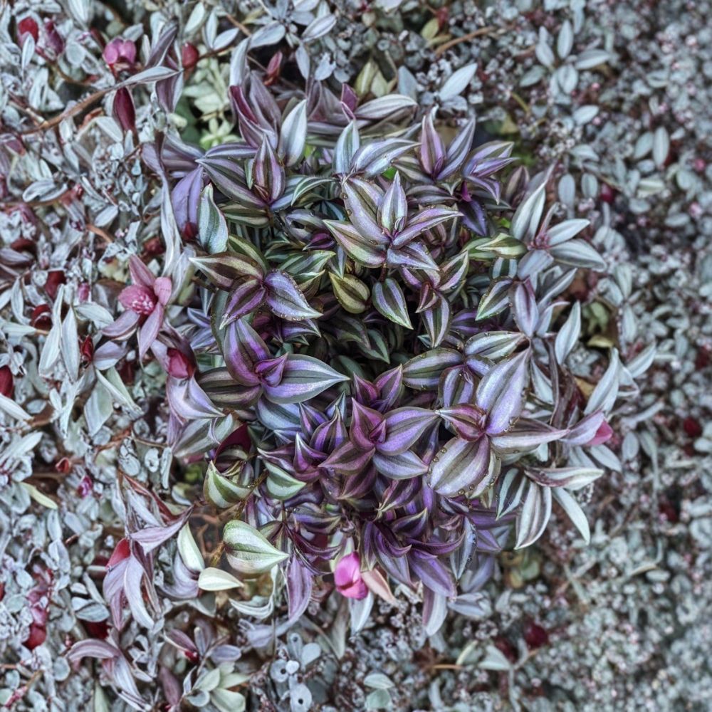 Tradescantia Zebrina – Fresh Cuttings | Set of 10 | 5–7 Inches Long | Wandering Jew Houseplant | Easy to Grow