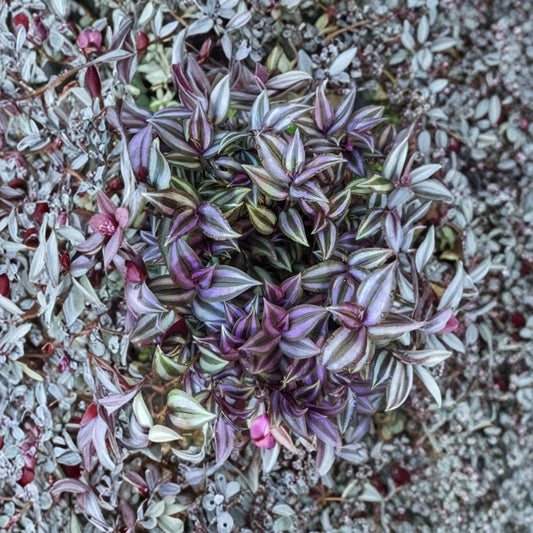 Tradescantia Zebrina – Fresh Cuttings | Set of 10 | 5–7 Inches Long | Wandering Jew Houseplant | Easy to Grow