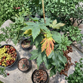 Acer japonicum ‘Attaryi’ – Rare Full Moon Japanese Maple Live Tree | 20–30 Inches Tall | Stunning Fall Color Collector Maple | #3 Container
