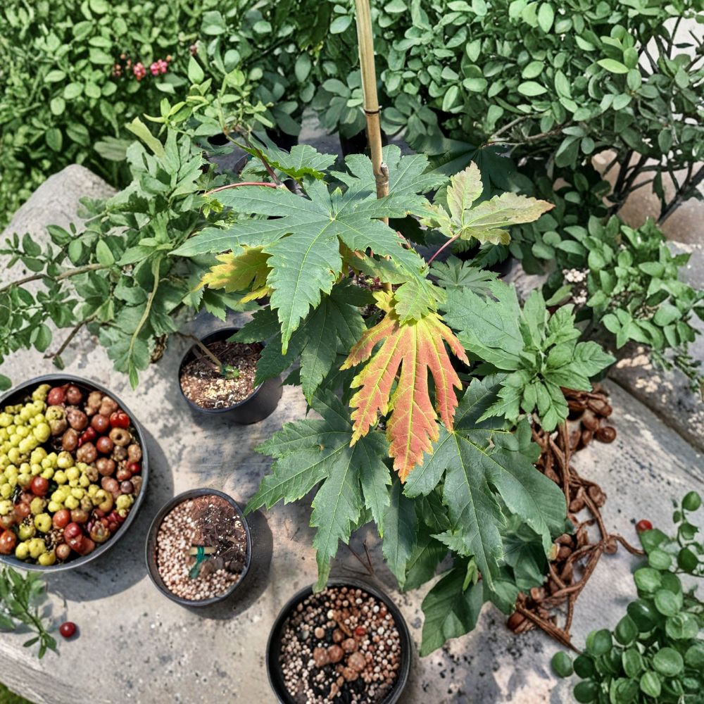 Acer japonicum ‘Attaryi’ – Rare Full Moon Japanese Maple Live Tree | 20–30 Inches Tall | Stunning Fall Color Collector Maple | #3 Container