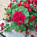 Double Red Geranium Cuttings – Pelargonium | 4 Fresh Live Cuttings | Rare Double Bloom Flower | Vigorous Patio Plant | Easy to Root