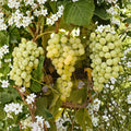 Marquis Seedless Table Grape Plant – White Seedless Grape Vine | Cold Hardy Edible Fruit Vine