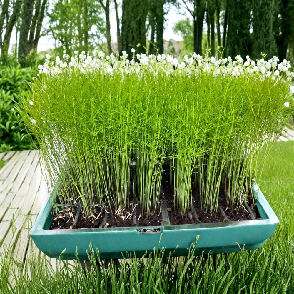 Mary Washington Asparagus Live Plant Plugs – 9 Pack | Heirloom Perennial Vegetable | Live Seedlings | Cold Hardy | Free Shipping