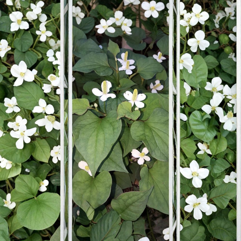 Fish Mint (Diếp Cá) – Houttuynia cordata Live Bare Root Plants | Set of 15 | Edible Herb | Hardy Ground Cover