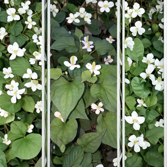 Fish Mint (Diếp Cá) – Houttuynia cordata Live Bare Root Plants | Set of 15 | Edible Herb | Hardy Ground Cover