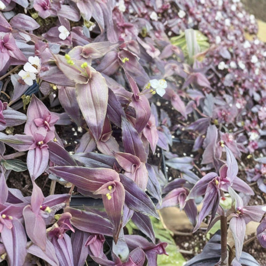 Purple Bridal Veil Plant – Tradescantia multiflora Live Houseplant | 2 Inch Pot | Rooted Indoor & Outdoor Plant | Fast Growing Trailing Plant | Easy to Grow