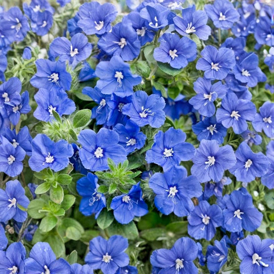 Evolvulus Blue Daze Live Starter Plant – 3–6 Inch Tall | Drought-Tolerant Blue Flowering Groundcover | Full Sun | Patio, Border & Container Plant