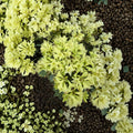 Rhododendron ‘Shamrock’ – Dwarf Evergreen Rhododendron | Yellow Green Spring Blooms | #1 Container Plant