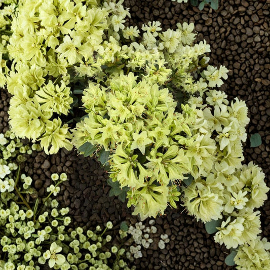 Rhododendron ‘Shamrock’ – Dwarf Evergreen Rhododendron | Yellow Green Spring Blooms | #1 Container Plant
