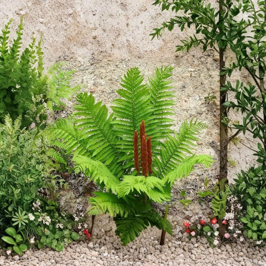 Cinnamon Fern – Osmundastrum cinnamomeum Live Bare Root Rhizomes | Set of 5 | Hardy Native Fern | Shade Garden Plant