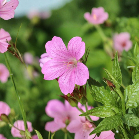 Geranium Tapestry Mix – 6 Bare Root Plants | Hardy Cranesbill Perennial | Mixed Color Flowers | Easy to Grow Garden
