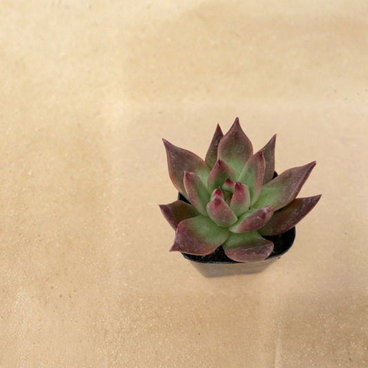 Echeveria Agavoides ‘Morgain’ – Live Succulent Plant | 2 Inch Fully Rooted | Red-Tipped Leaves | Low Maintenance Houseplant | Desk & Windowsill Plant | Succulent Gift