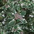 Mariesii Variegata Hydrangea – Live Flowering Shrub | 2 Gallon Pot Plant | Variegated Lacecap Hydrangea | Pink or Blue Summer Blooms