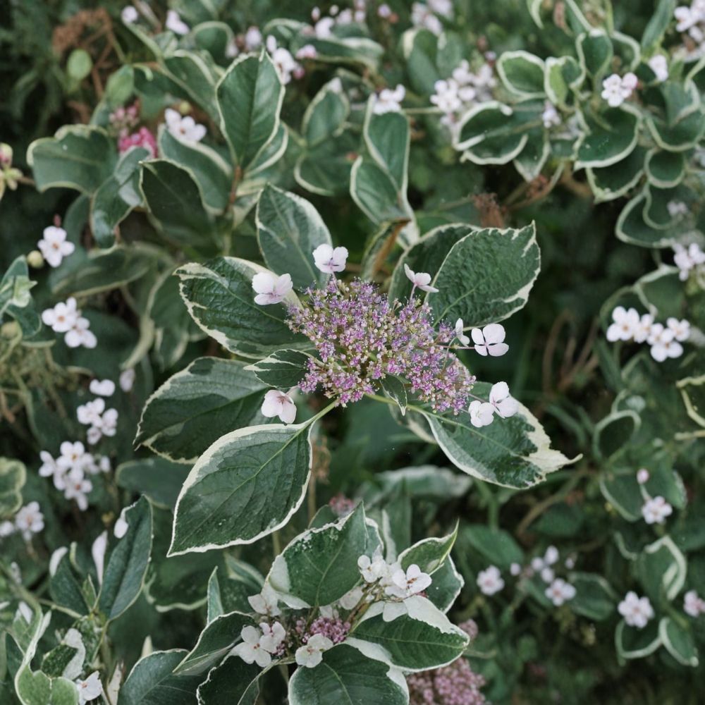 Mariesii Variegata Hydrangea – Live Flowering Shrub | 2 Gallon Pot Plant | Variegated Lacecap Hydrangea | Pink or Blue Summer Blooms