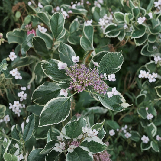 Mariesii Variegata Hydrangea – Live Flowering Shrub | 2 Gallon Pot Plant | Variegated Lacecap Hydrangea | Pink or Blue Summer Blooms