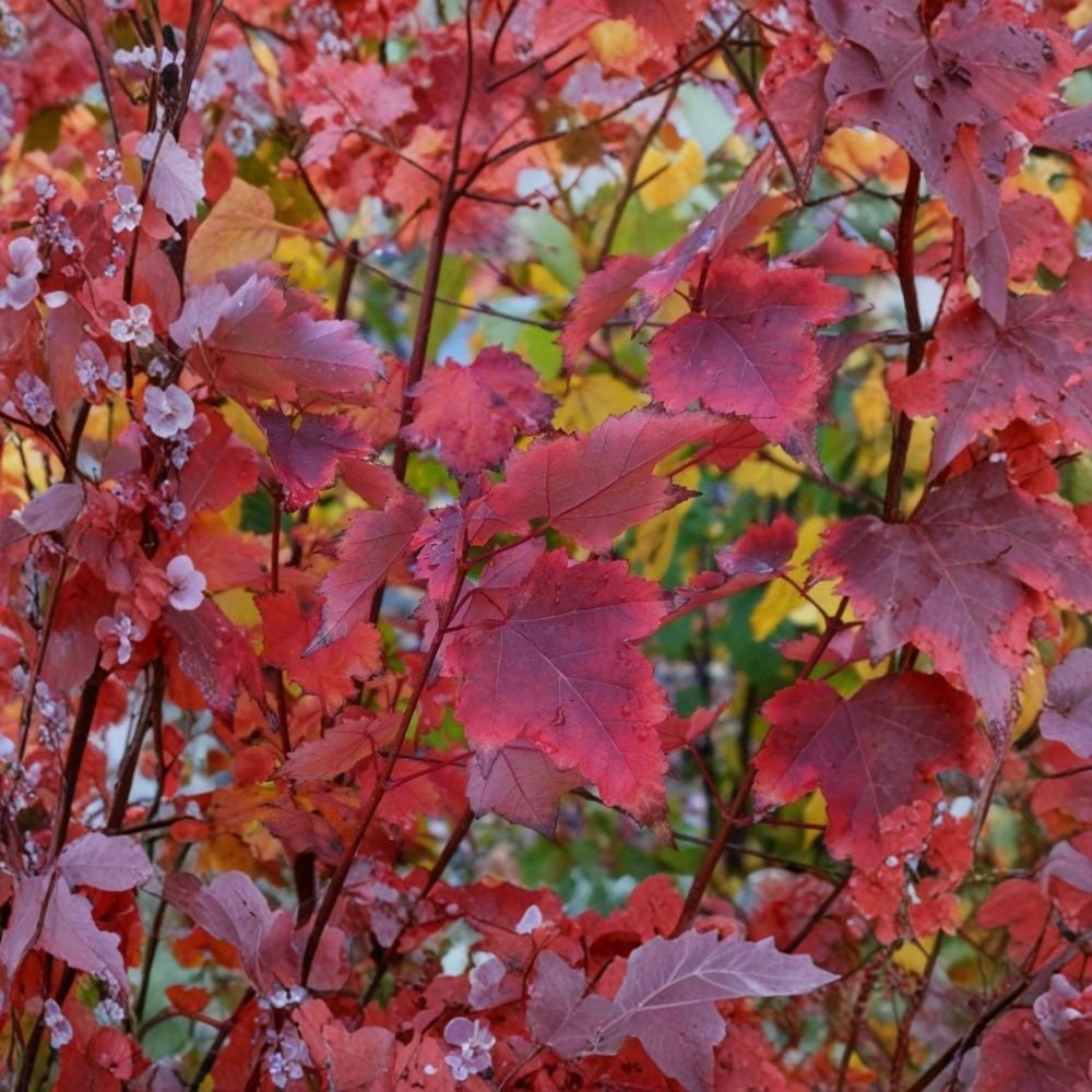 Brandywine Maple Trees – 2 Live Acer rubrum 'Brandywine' Plants | 4–6 Inches Tall | Includes 3 Inch Pots | Fast-Growing Shade Trees | Easy to Grow