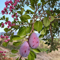 Prune D'Ente 707 European Plum Tree – Prunus domestica Live Fruit Tree | 3 Feet Tall | Includes Nursery Pot Sweet Freestone Plum | Self Fertile Prune Variety