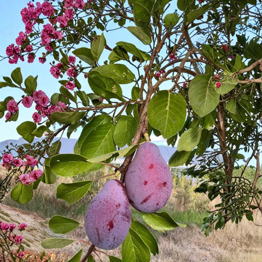 Prune D'Ente 707 European Plum Tree – Prunus domestica Live Fruit Tree | 3 Feet Tall | Includes Nursery Pot Sweet Freestone Plum | Self Fertile Prune Variety