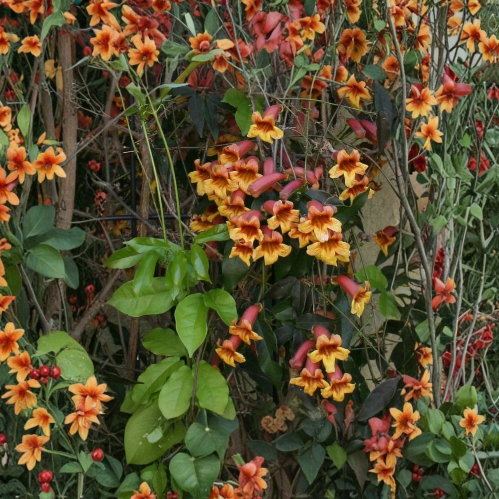 Gold & Crimson Crossvine – Bignonia capreolata Live Bare Root Plant | Native Flowering Vine | Hummingbird & Butterfly Friendly | Easy to Grow