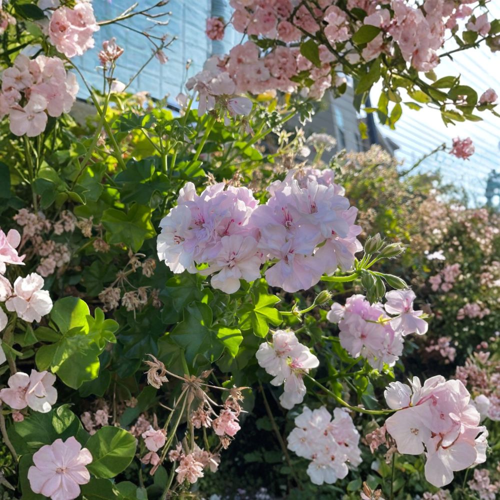 White & Pink Trailing Ivy Geranium Cuttings – 2 Live Cuttings | 6+ Inches Long | Pelargonium peltatum | Easy to Root