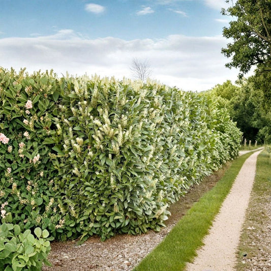 Schip Laurel Live Plant | 6–10 Inches Tall | Includes 2.5 Inch Nursery Pot | Evergreen Privacy Shrub | Shade Tolerant | Easy to Grow