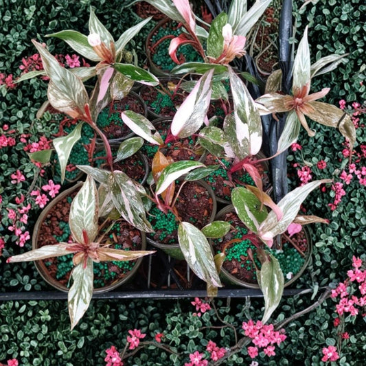 Pink Marble Philodendron Live Plant | 4–6 Inch Starter | Variegated Tropical Foliage | Grown in 4 Inch Pot | Ships Without Pot
