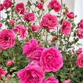 Parade Climbing Rose – Rosa Live Climbing Rose | Includes Nursery Pot Large Pink Double Blooms | Hardy Repeat Flowering Vine | Trellis & Arbor Favorite