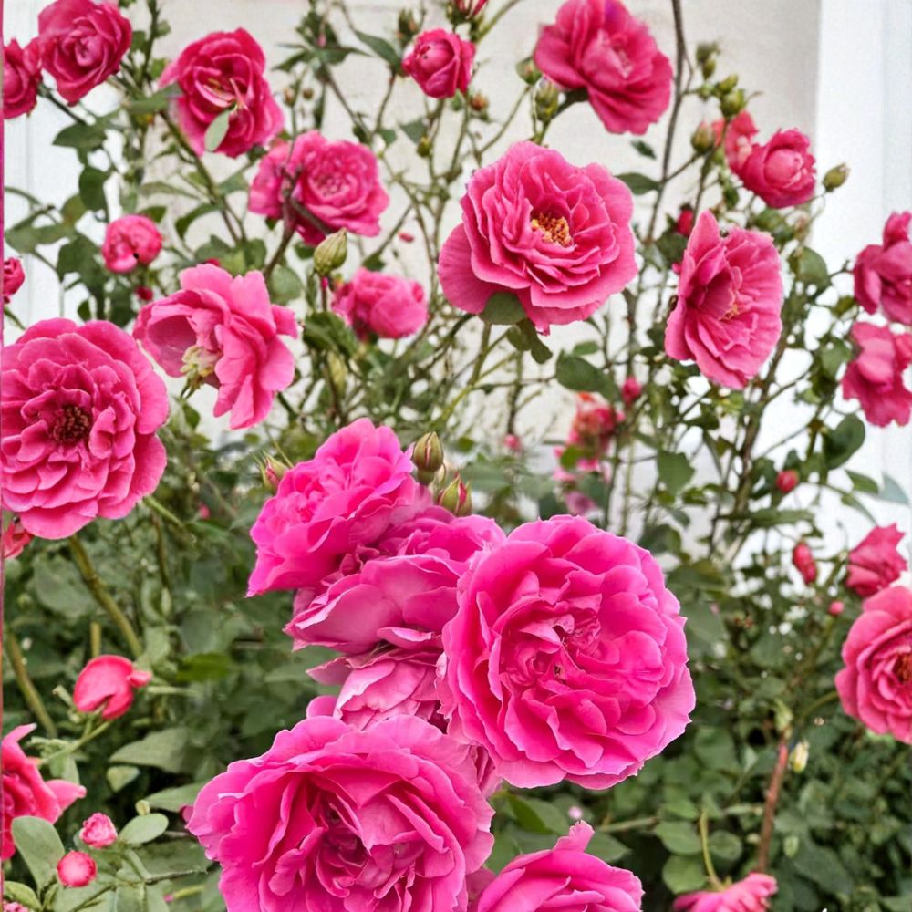 Parade Climbing Rose – Rosa Live Climbing Rose | Includes Nursery Pot Large Pink Double Blooms | Hardy Repeat Flowering Vine | Trellis & Arbor Favorite