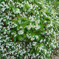 Star Jasmine Cuttings – Trachelospermum jasminoides | 5 Unrooted Cuttings | Rare Fragrant Vine | Propagation Ready