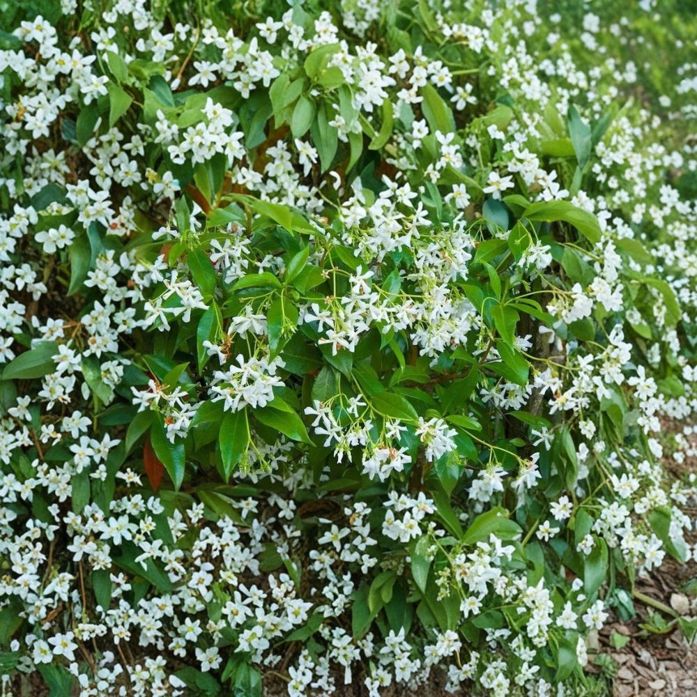 Star Jasmine Cuttings – Trachelospermum jasminoides | 5 Unrooted Cuttings | Rare Fragrant Vine | Propagation Ready