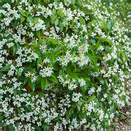 Star Jasmine Cuttings – Trachelospermum jasminoides | 5 Unrooted Cuttings | Rare Fragrant Vine | Propagation Ready