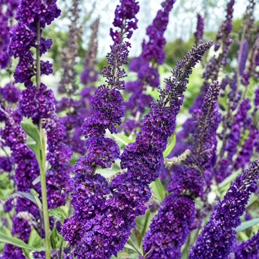 Purple Butterfly Bush – Buddleja davidii 7 Live Unrooted Cuttings | 6 Inch Flowering Shrub Propagation | Pollinator Garden | Easy to Grow