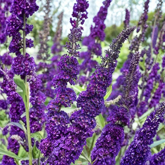 Purple Butterfly Bush – Buddleja davidii 7 Live Unrooted Cuttings | 6 Inch Flowering Shrub Propagation | Pollinator Garden | Easy to Grow