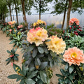 Rhododendron ‘Horizon Monarch’ Live Evergreen Shrub | Yellow Pink Cream Blooming Rhododendron | Award Winning Hardy Plant | #2 Container Grown
