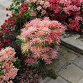 Pieris ‘Flaming Silver’ – Variegated Japanese Andromeda | Evergreen Shrub With Red New Growth | #1 Container Plant