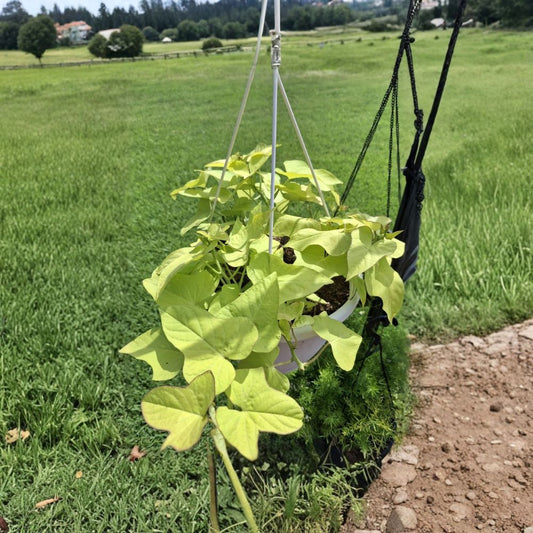 Ornamental Sweet Potato Vine – Ipomoea batatas Rooted Plants | Set of 3 | Live Starter Plants | Ready to Plant | Easy to Grow