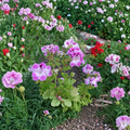 Purple & White Regal Geranium Cuttings – Fancy Pelargonium | 2 Live 6 Inch Cuttings | Orchid-Like Blooms | Patio & Container Plant | Easy to Root