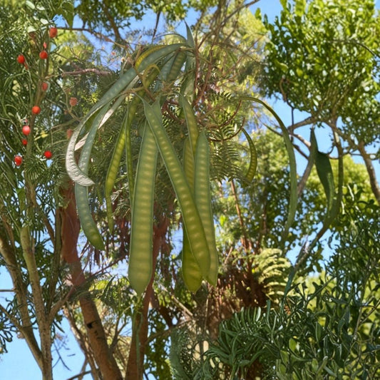 Guaje Huaje River Tamarind Live Plant – Leucaena leucocephala | Miracle Tree | Fast Growing | Nitrogen Fixing | Edible Pods | Drought Tolerant