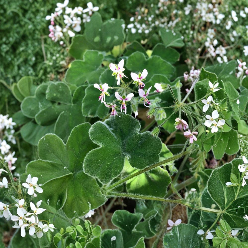 Chocolate Mint Geranium Cuttings – Scented Pelargonium | 3 Live 6 Inch Cuttings | Fuzzy Leaf Rare Plant | Fragrant Herb Garden | Easy to Root