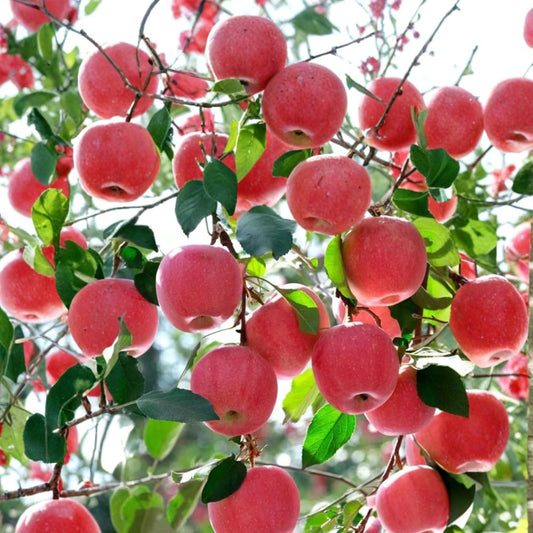 Japanese Fuji Apple Tree – Malus domestica Live Bare Root Tree | 32 Inches Tall | Sweet Crisp Fuji Apple Variety | 红富士苹果 ふじりんご